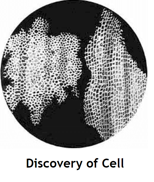 robert hooke invention of cell